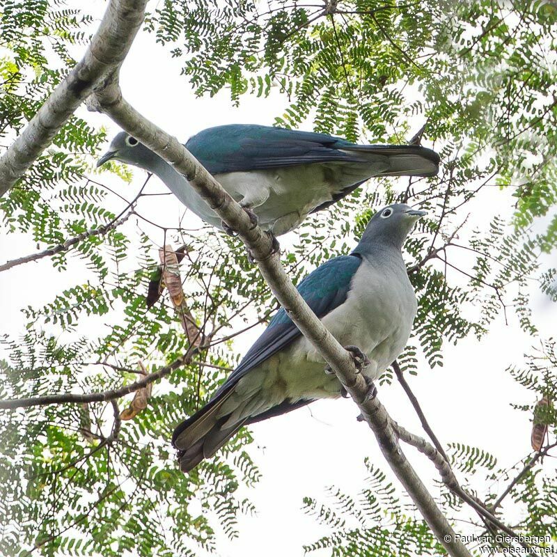 Spectacled Imperial Pigeon