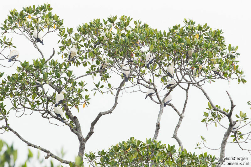 Pied Imperial Pigeon