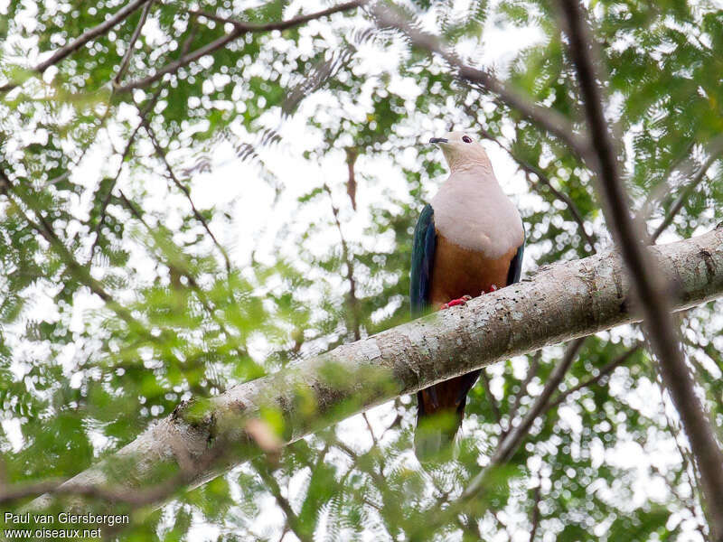 Cinnamon-bellied Imperial Pigeonadult, close-up portrait