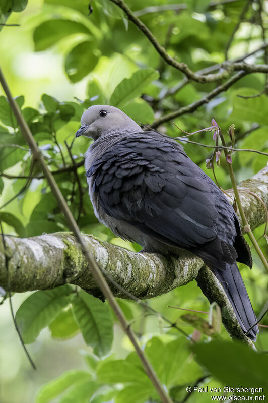 Dark-backed Imperial Pigeonadult