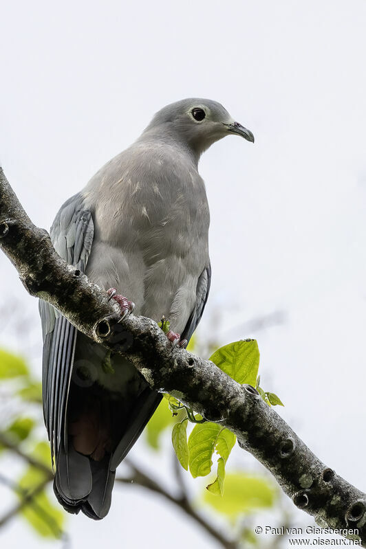 Island Imperial Pigeonadult