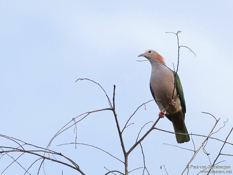 Green Imperial Pigeon