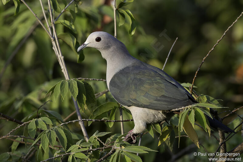 Green Imperial Pigeonadult