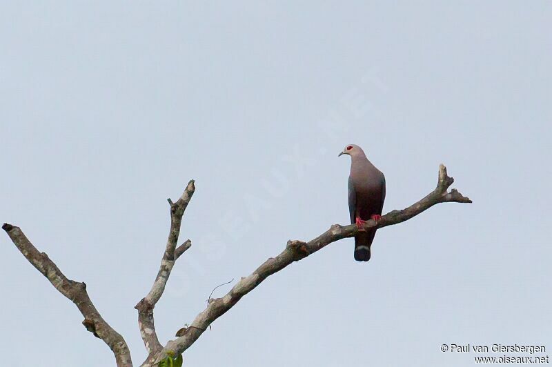 Pinon's Imperial Pigeon