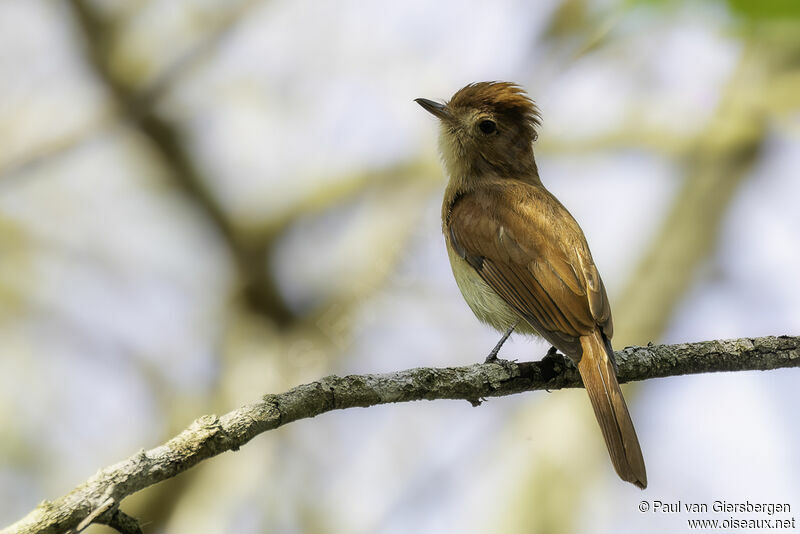 Rufous Casiornisadult