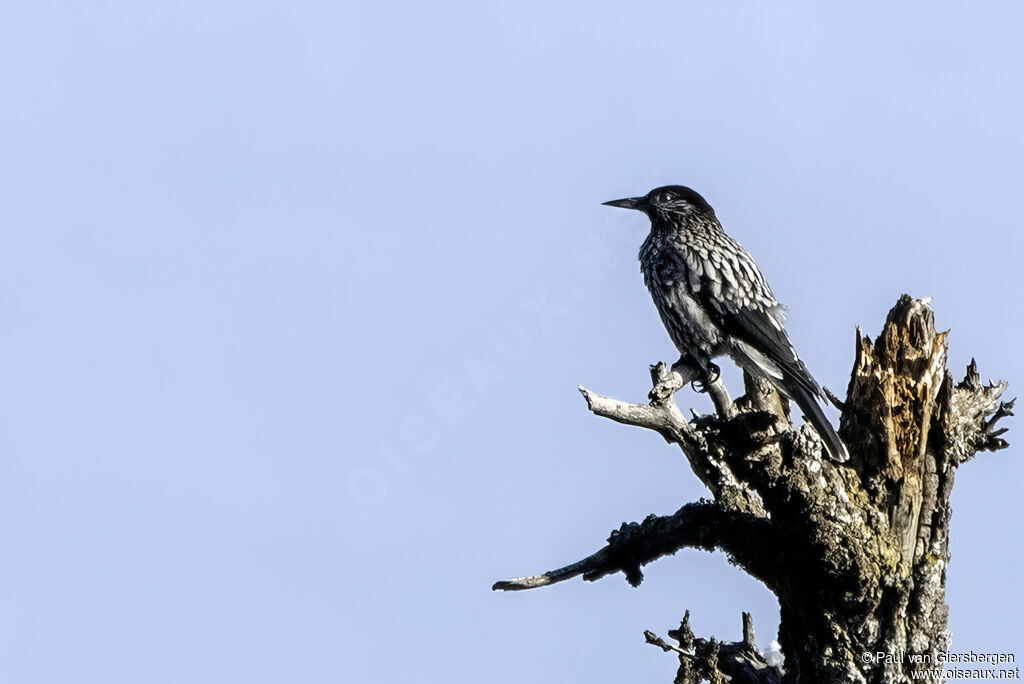 Cassenoix à grandes taches - Cassenoix du Cachemire<br />adulte