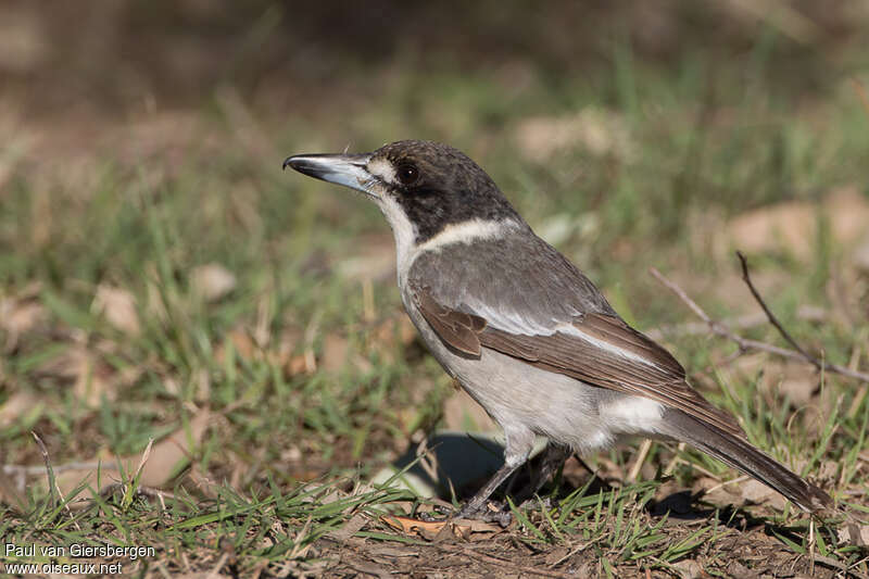 Grey Butcherbirdimmature, identification