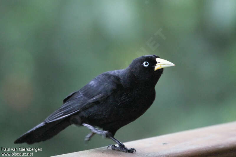 Subtropical Caciqueadult, close-up portrait