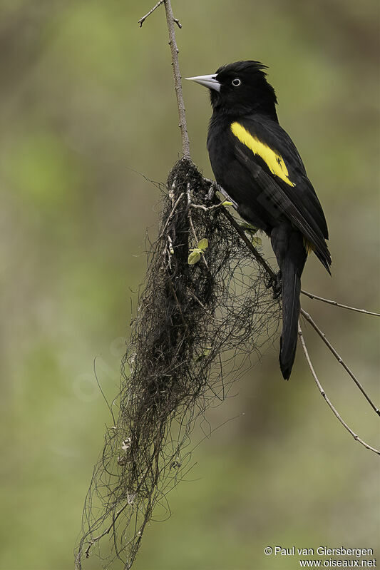 Golden-winged Caciqueadult