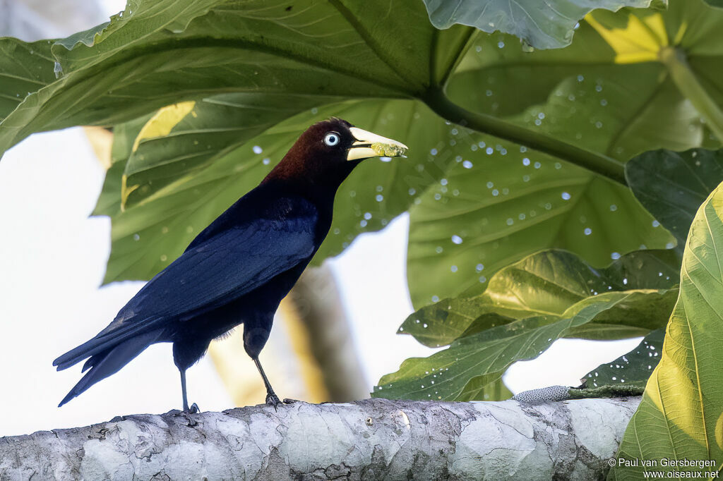 Band-tailed Caciqueadult