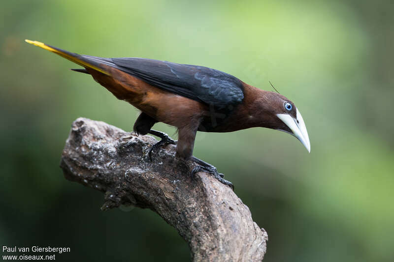 Chestnut-headed Oropendolaadult, Behaviour