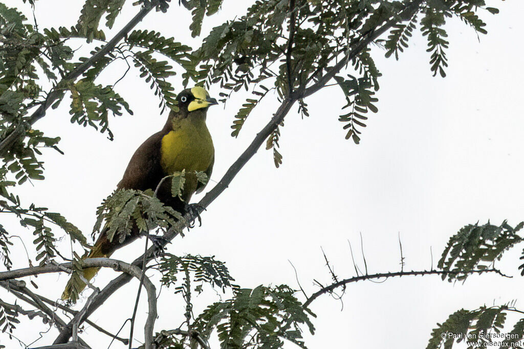 Casqued Caciqueadult