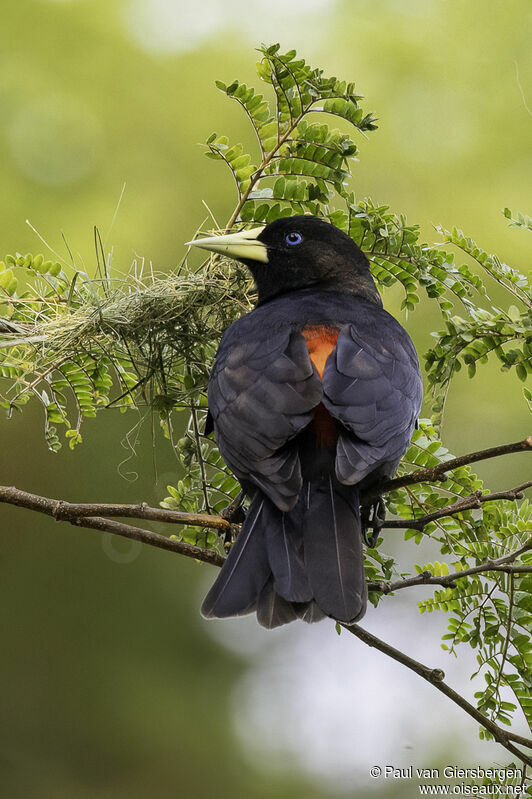 Red-rumped Caciqueadult