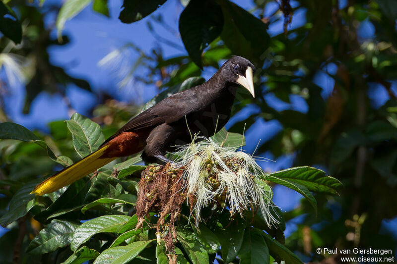 Crested Oropendola