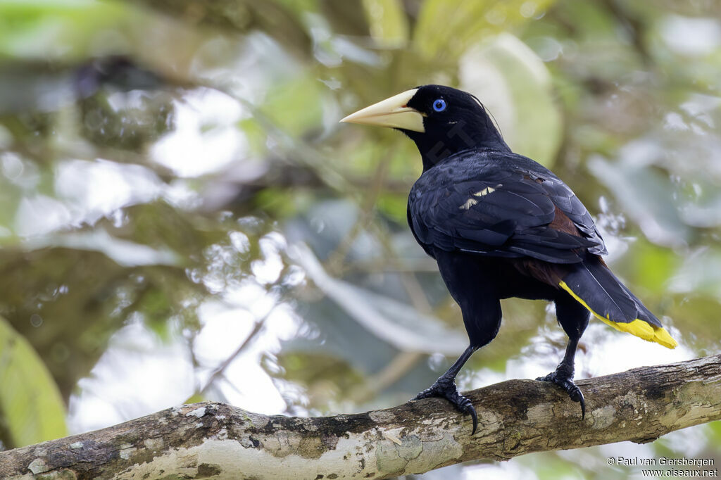 Crested Oropendola
