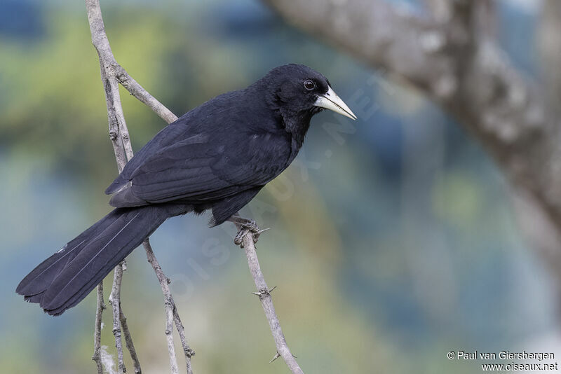 Solitary Caciqueadult