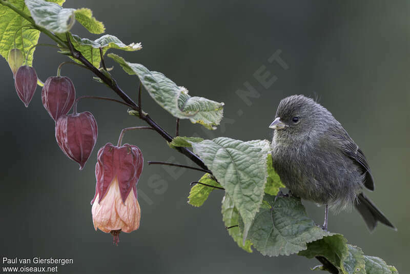 Paramo Seedeater female adult, identification