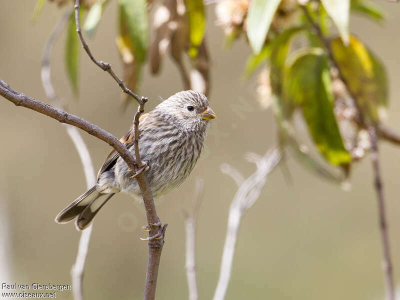 Band-tailed Seedeater female immature