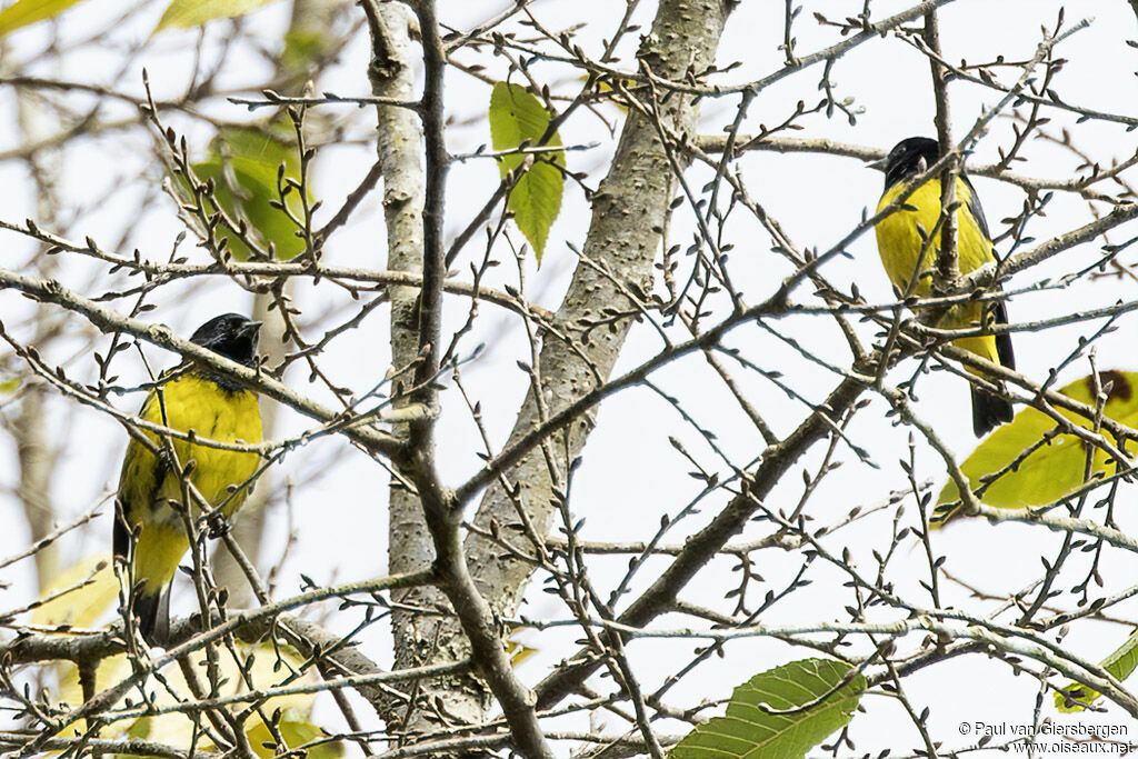 Chardonneret à ventre jaune - Tarin à ventre jaune<br /> mâle adulte