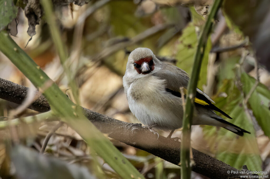 Chardonneret de l'Himalayaadulte