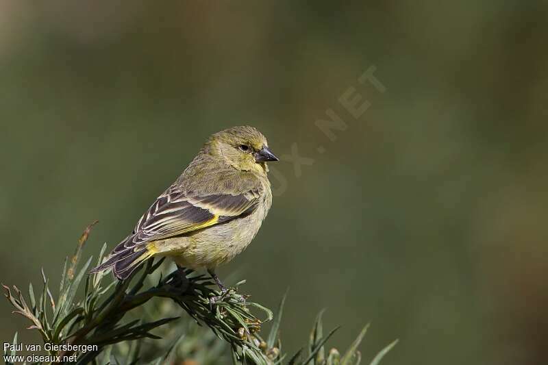 Chardonneret de Magellan femelle adulte, identification