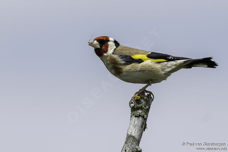 Chardonneret élégantadulte