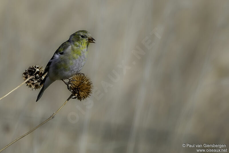 Chardonneret jaune femelle adulte