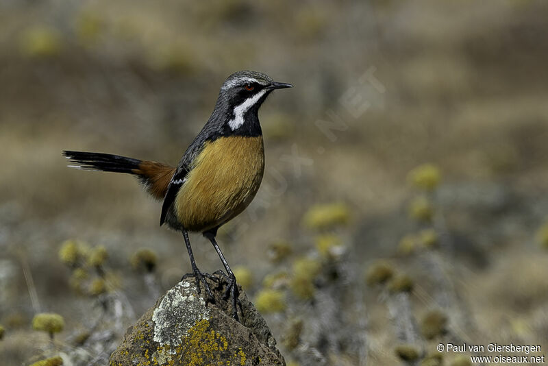 Drakensberg Rockjumper male adult