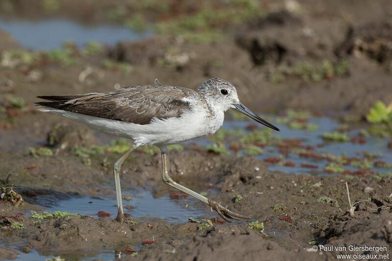 Common Greenshankadult