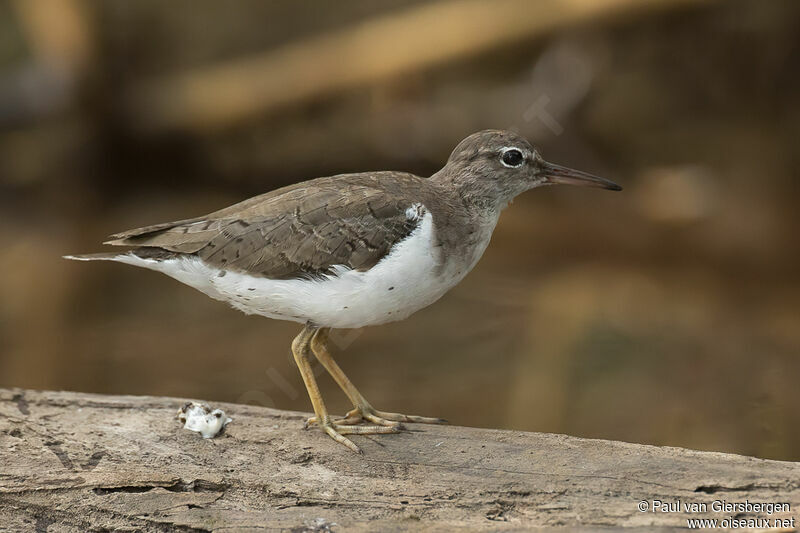 Spotted Sandpiperadult