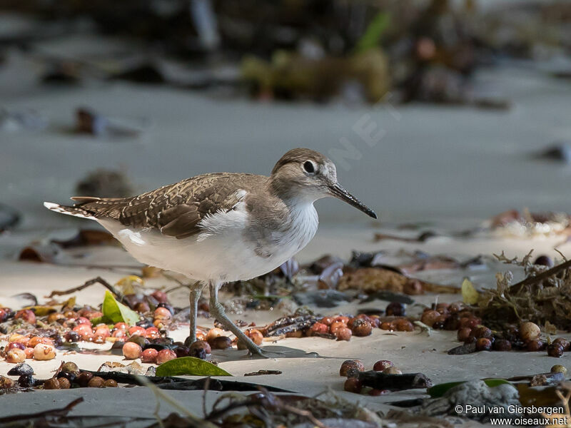 Common Sandpiper