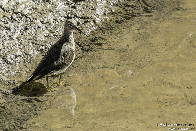 Solitary Sandpiperadult