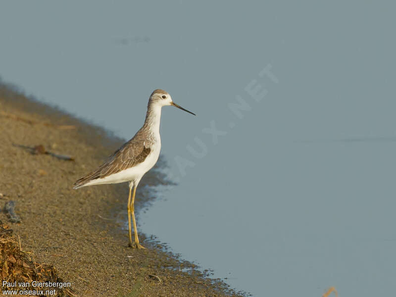 Marsh Sandpiperadult