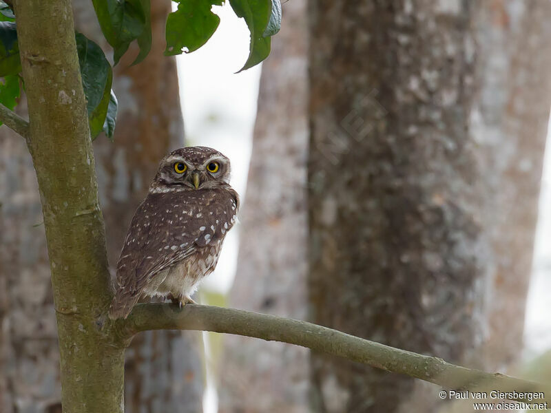 Spotted Owlet