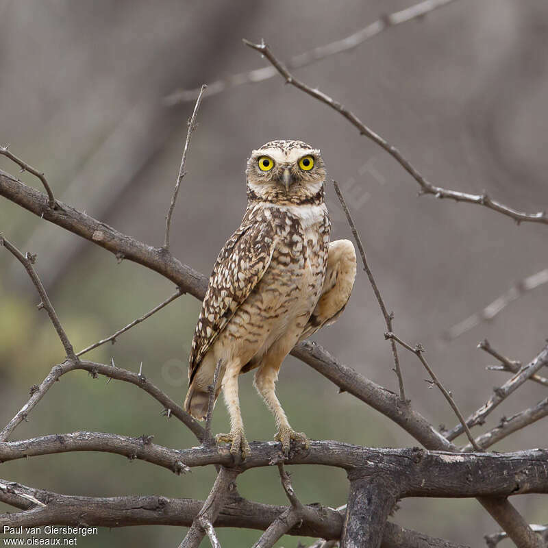 Burrowing Owladult, close-up portrait