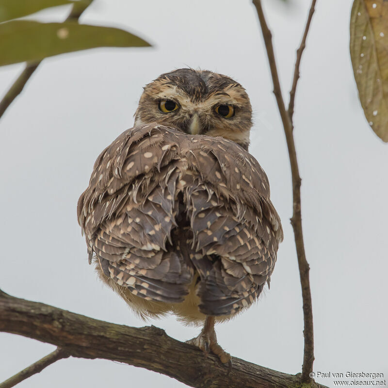 Burrowing Owl