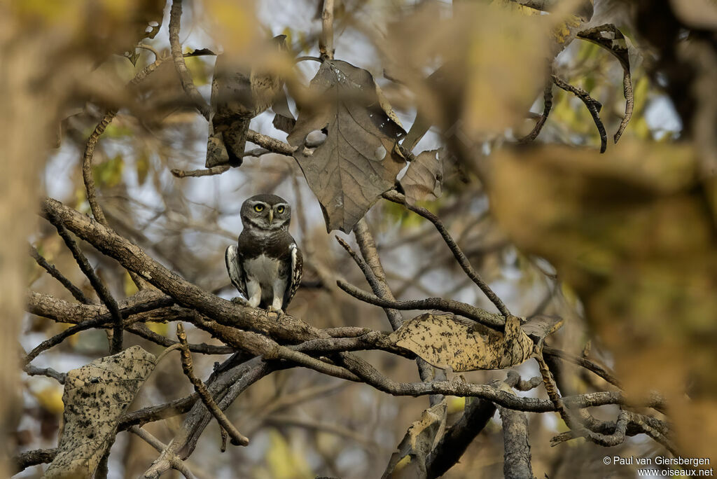 Chevêche forestière