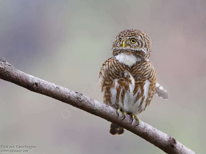 Collared Owletadult, identification