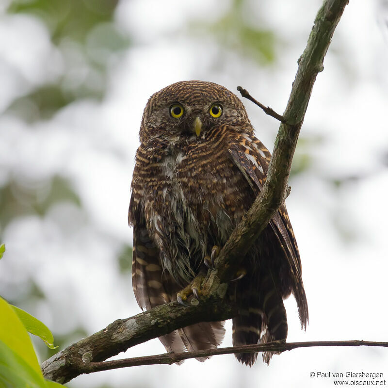 Asian Barred Owlet