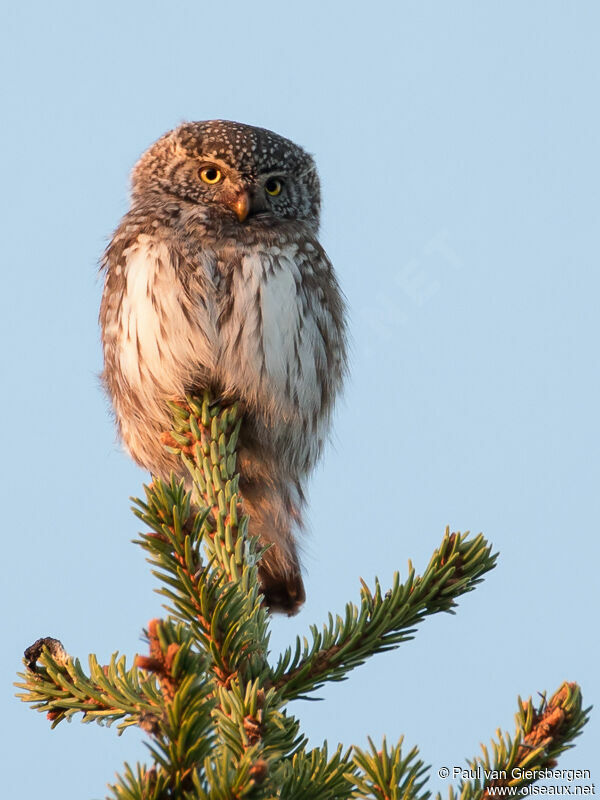 Eurasian Pygmy Owladult