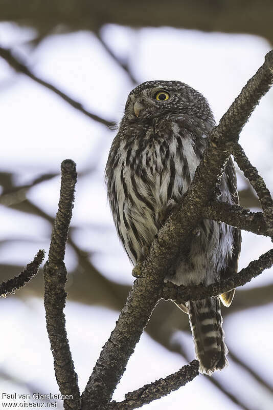 Northern Pygmy Owladult