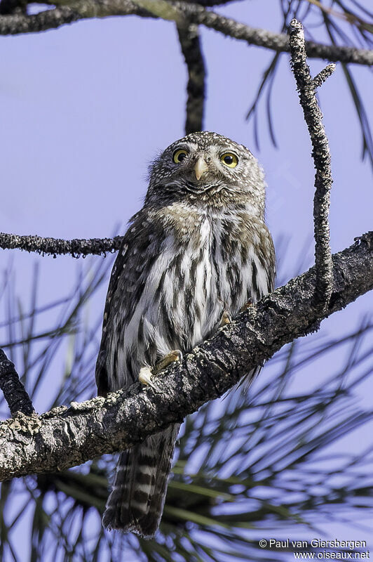 Northern Pygmy Owladult