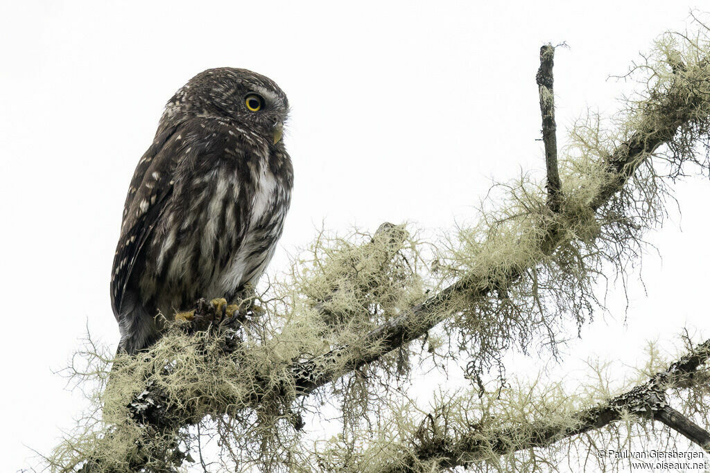 Chevêchette des yungasadulte