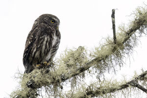 Chevêchette des yungas