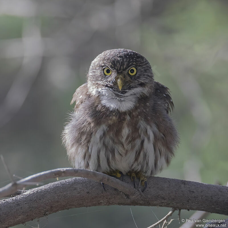 Pacific Pygmy Owladult