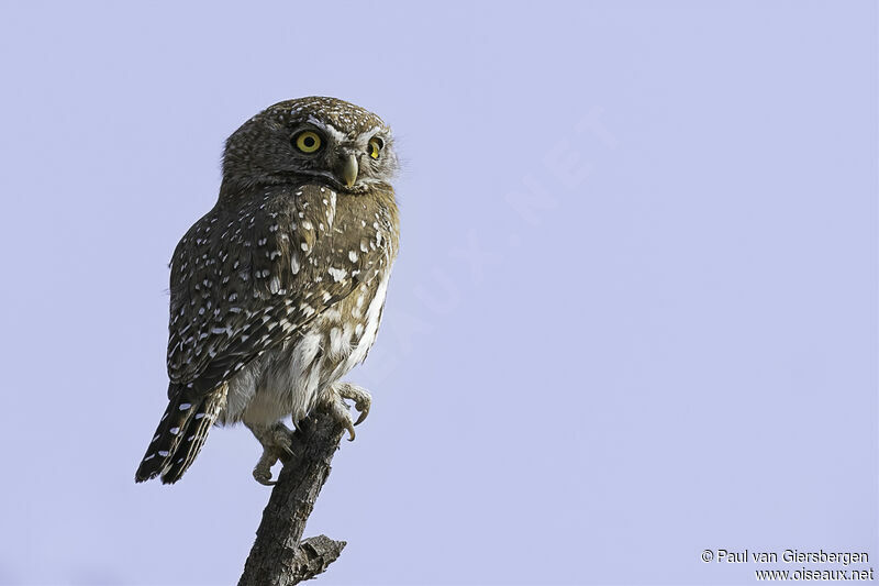 Pearl-spotted Owletadult