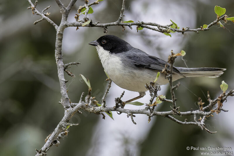 Black-capped Warbling Finchadult