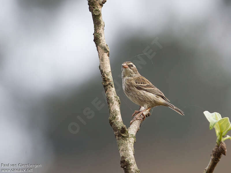 Collared Warbling Finch female, identification