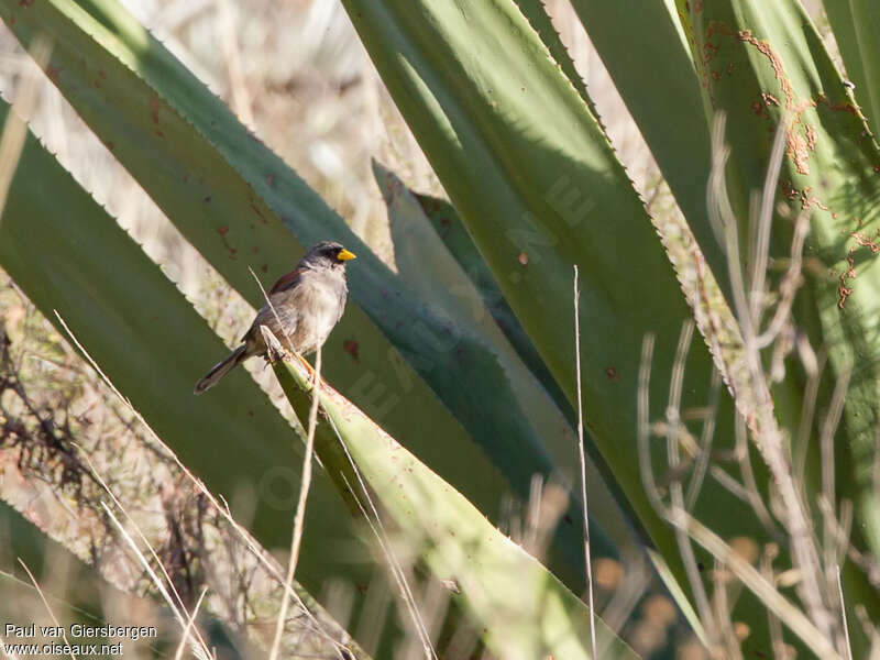 Rufous-backed Inca Finchadult, habitat