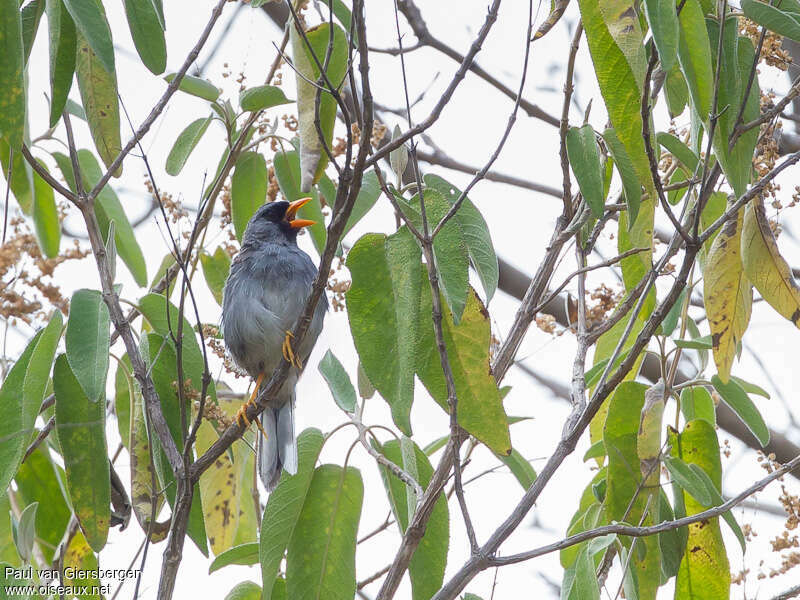 Chipiu d'Ortizadulte, habitat, chant